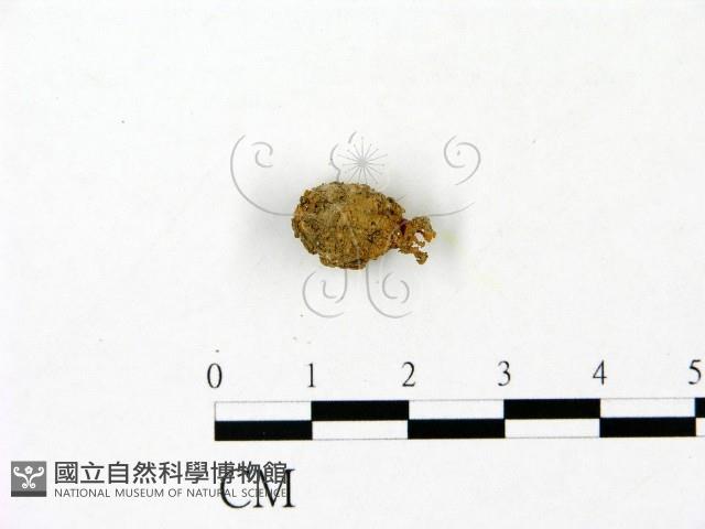 登錄號:F0023096藏品圖，第1張