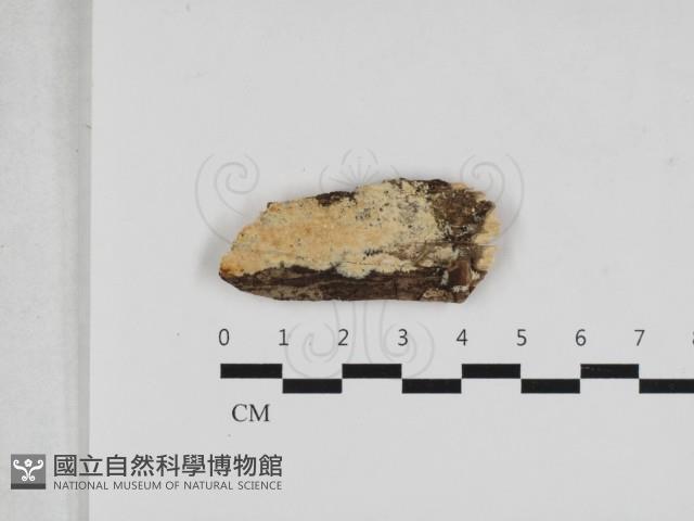 登錄號:F0033096藏品圖，第1張
