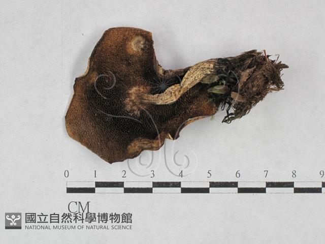 登錄號:F0028396藏品圖，第1張