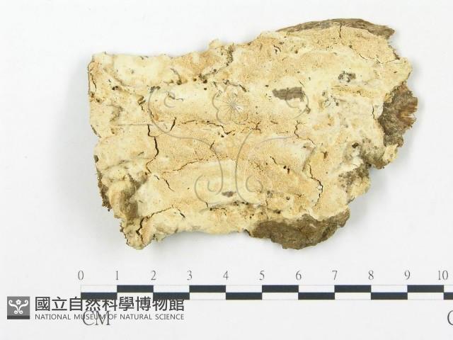 登錄號:F0020396藏品圖，第1張