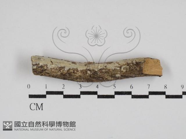 登錄號:F0030396藏品圖，第1張