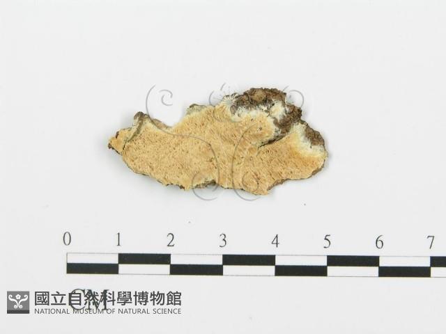 登錄號:F0006396藏品圖，第1張