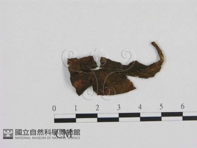 小菇屬藏品圖，第1張