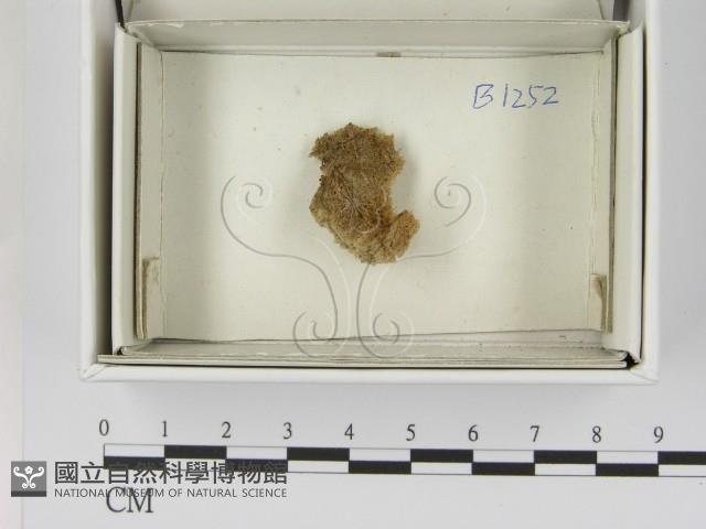 登錄號:F0021396藏品圖，第1張