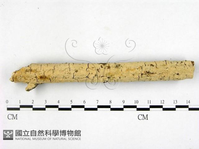 登錄號:F0001396藏品圖，第1張