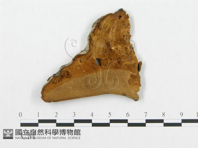 登錄號:F0011396藏品圖，第1張