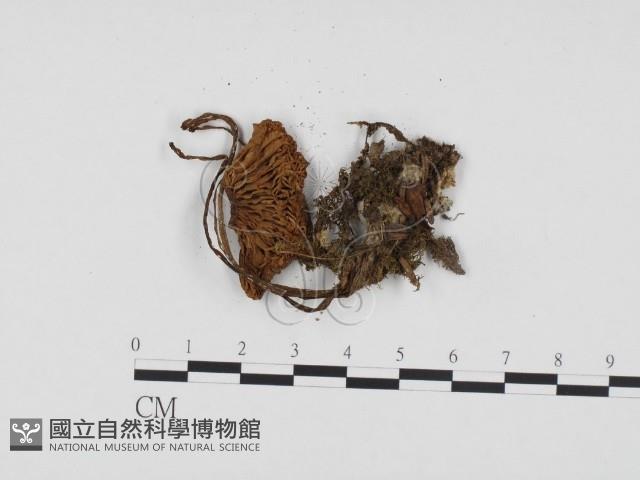 登錄號:F0024396藏品圖，第1張