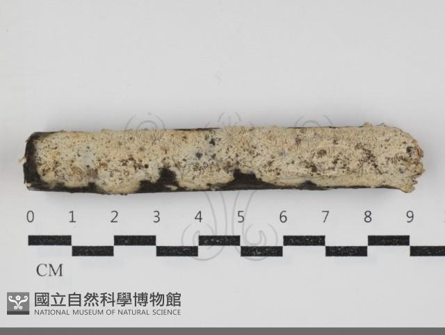 登錄號:F0034396藏品圖，第1張