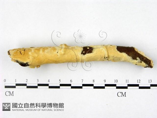 登錄號:F0022396藏品圖，第1張