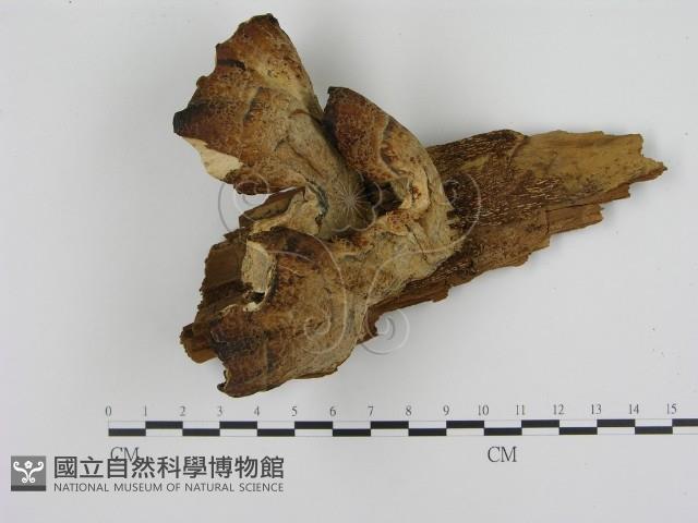 登錄號:F0012396藏品圖，第1張