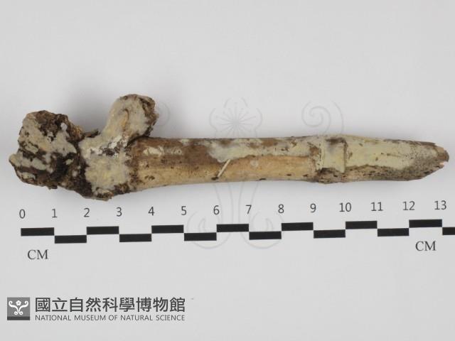 登錄號:F0032396藏品圖，第1張