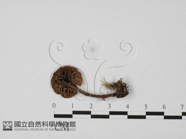 粉褶菌屬藏品圖，第1張