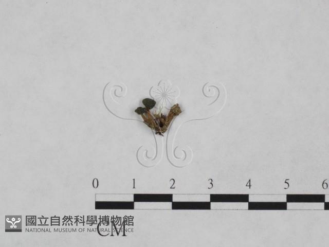 登錄號:F0007396藏品圖，第1張