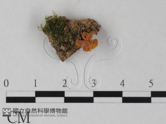 登錄號:F0025396藏品圖，第1張