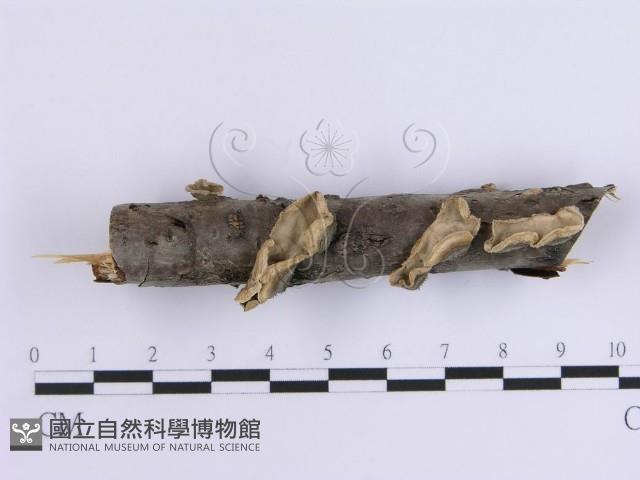 登錄號:F0015396藏品圖，第1張