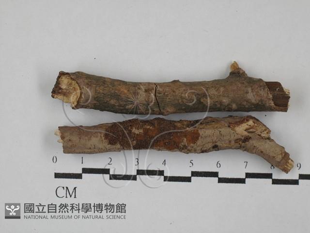 刺革菌屬藏品圖，第1張