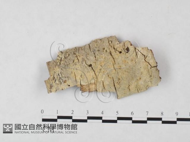 登錄號:F0009396藏品圖，第1張