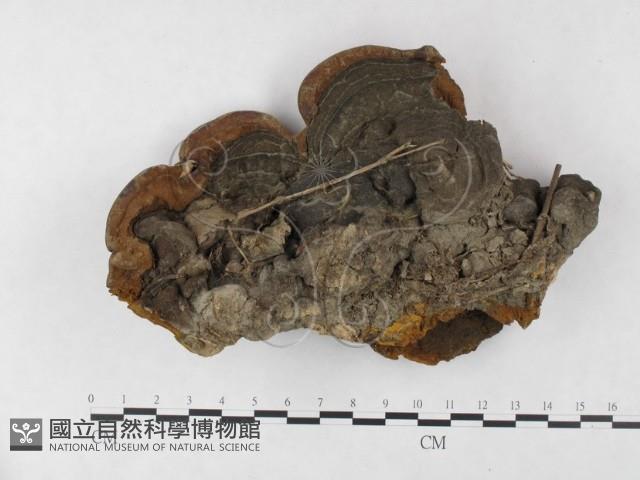 登錄號:F0023396藏品圖，第1張