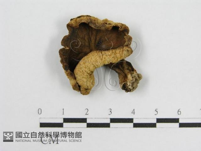 登錄號:F0003396藏品圖，第1張