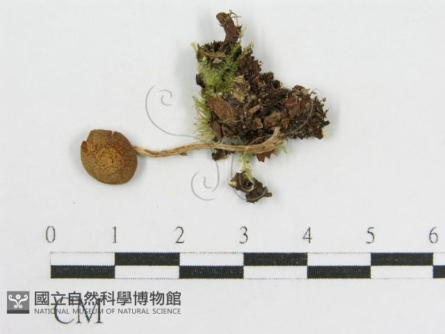登錄號:F0013396藏品圖，第1張