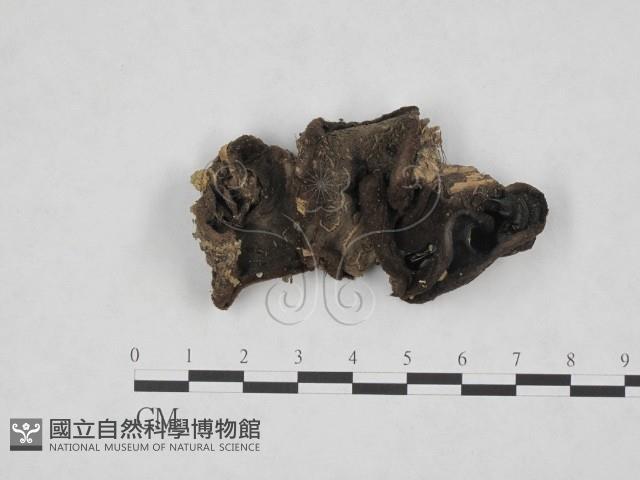 登錄號:F0008286藏品圖，第3張