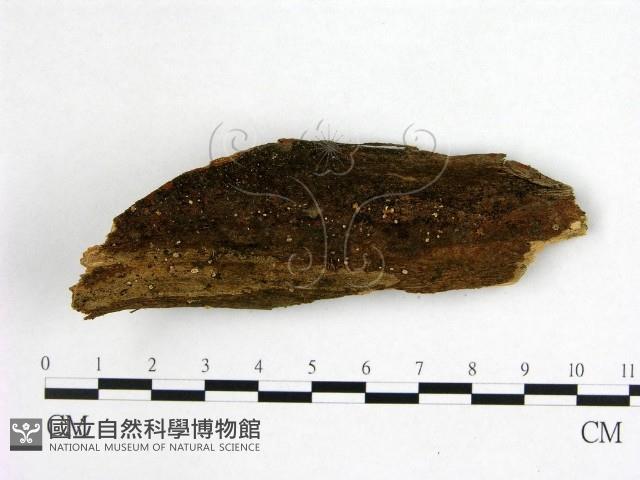 登錄號:F0010286藏品圖，第1張