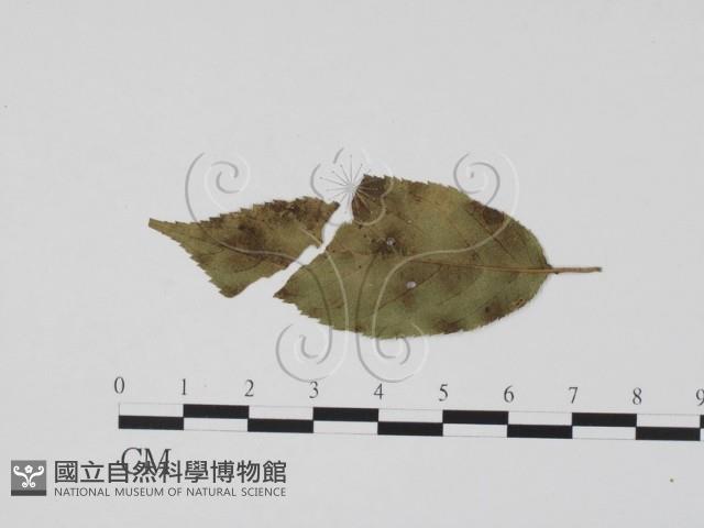 登錄號:F0021286藏品圖，第1張