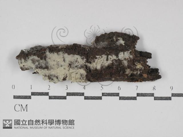 粗糙孢菌屬藏品圖，第1張