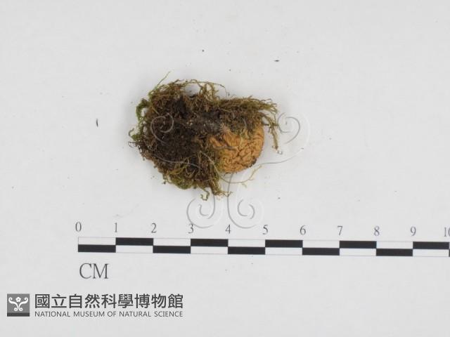 登錄號:F0024286藏品圖，第1張