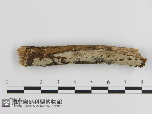 刺皮菌屬藏品圖，第1張