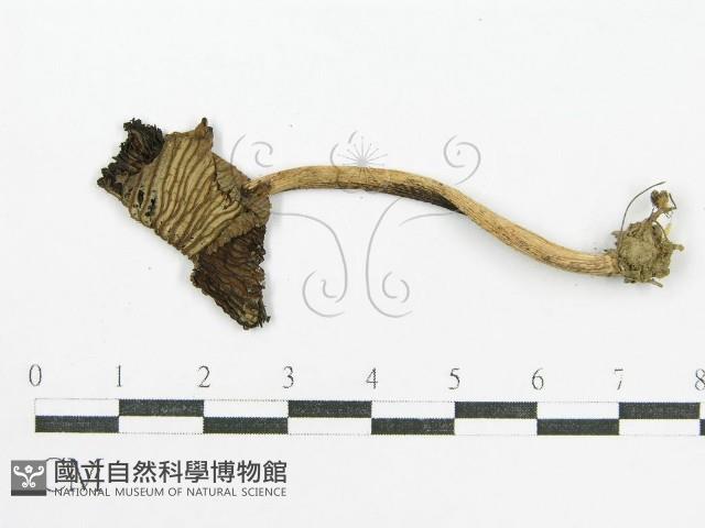 鬼傘屬藏品圖，第1張