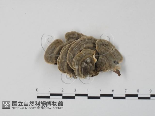 雲芝藏品圖，第1張