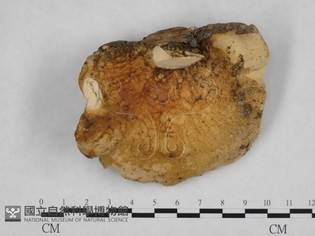 登錄號:F0002286藏品圖，第1張