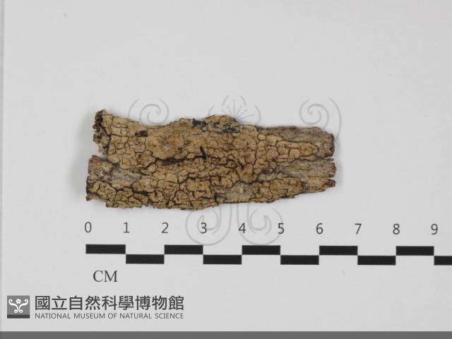 擬筍殼菌屬藏品圖，第1張