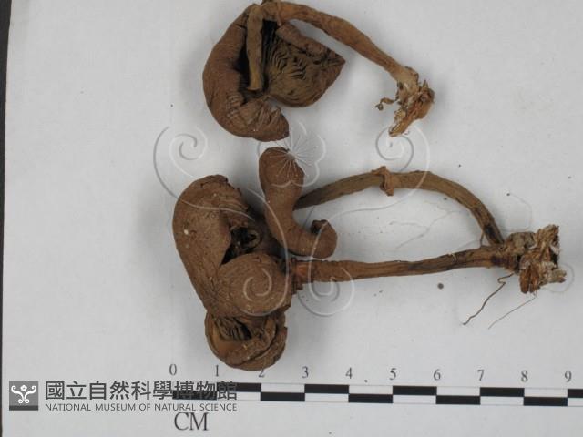 登錄號:F0027286藏品圖，第1張