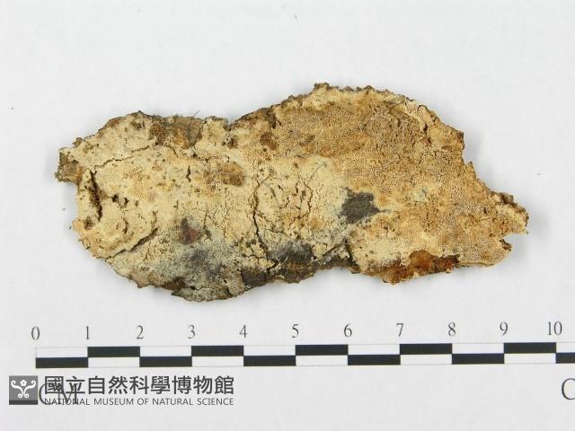 登錄號:F0007286藏品圖，第1張