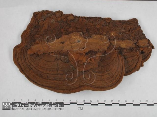 登錄號:F0025286藏品圖，第1張