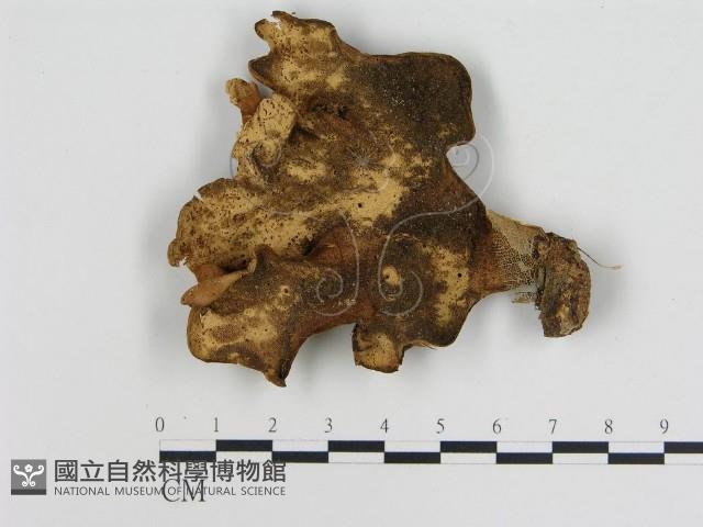 登錄號:F0005286藏品圖，第1張