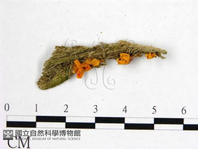 花耳屬藏品圖，第1張