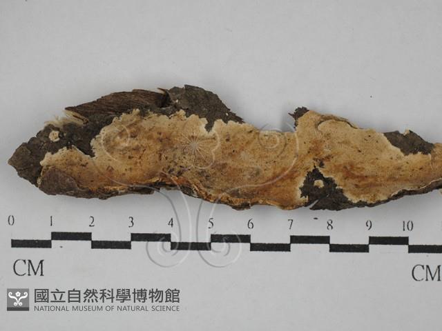 容氏菌屬藏品圖，第1張