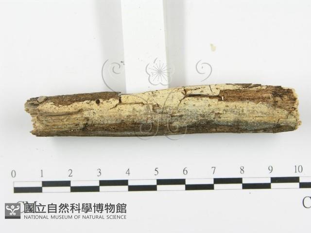 登錄號:F0009286藏品圖，第1張