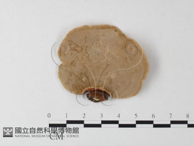 相鄰小孔菌藏品圖，第1張