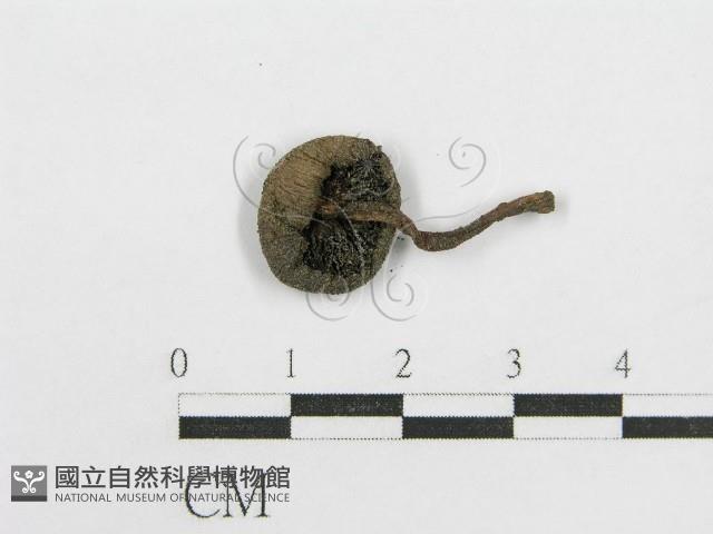 鬼傘屬藏品圖，第1張