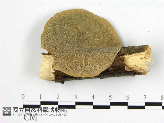 登錄號:F0008886藏品圖，第1張