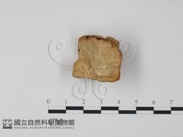 偏腫栓菌藏品圖，第1張