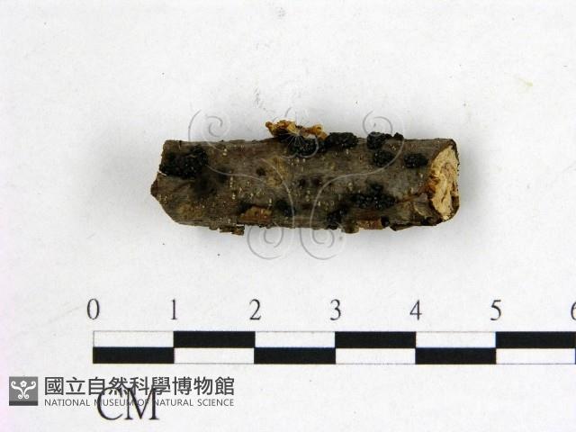 登錄號:F0020886藏品圖，第1張