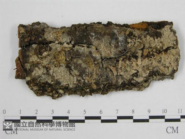 登錄號:F0000886藏品圖，第1張