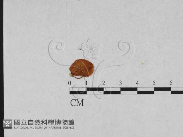 登錄號:F0010886藏品圖，第1張