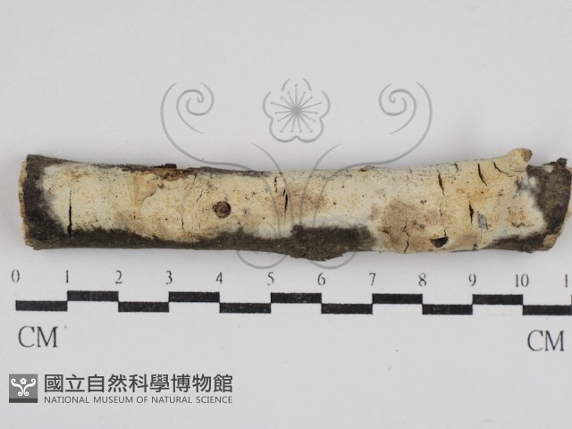 登錄號:F0030886藏品圖，第1張