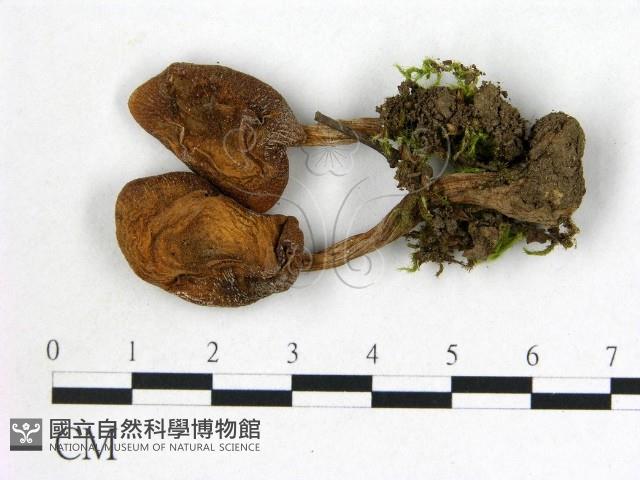 登錄號:F0021886藏品圖，第1張